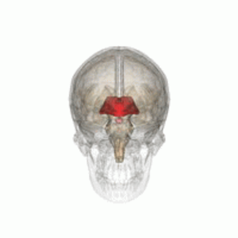 medulla oblongata, продолговатый мозг йога